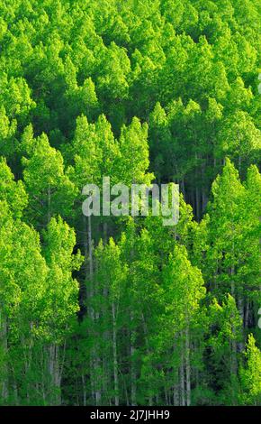 Aspen Trees in Gunnison National Forest, Colorado, USA Stockfoto