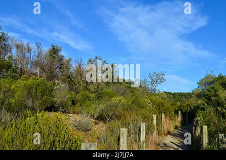 Blick auf einen Wanderweg in der Nähe von La Perouse in Sydney, Australien Stockfoto