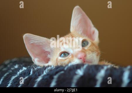 Cross Breed Misturke Kätzchen von Scotish Fold und Cornish Rex 13 Wochen alt Stockfoto