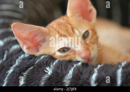 Cross Breed Misturke Kätzchen von Scotish Fold und Cornish Rex 13 Wochen alt Stockfoto