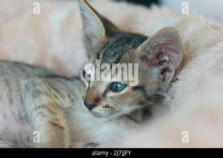 Cross Breed Misturke Kätzchen von Scotish Fold und Cornish Rex 13 Wochen alt Stockfoto