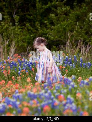 Ein schönes kleines Mädchen, das auf einem Feld von texanischen Wildblumen steht, blickt nachdenklich auf die roten und blauen Blüten zu ihren Füßen. Stockfoto