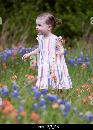 Ein schönes kleines Mädchen stambt knietief in ein Feld texanischer Wildblumen und lächelt vor Freude. Stockfoto