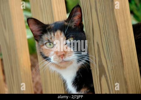 Streunende Calico-Katze, die hinter dem Zaun herausschaut Stockfoto