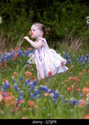 Ein schönes kleines Mädchen steht in einem texanischen Feld mit blauen und roten Blumen, ihr gestreiftes Kleid weht in der Brise und schnuppert eine duftende Frühlingsblüte. Stockfoto