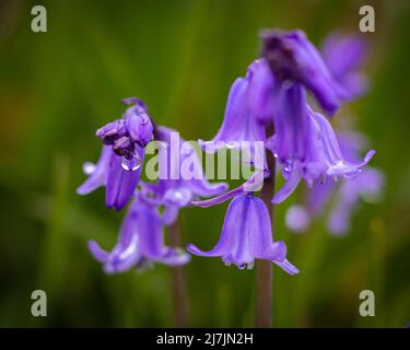 Bluebells oder Hyacinthoides non-scripta. Wilde Bluebells schließen sich mit Regentropfen an und blühen in einem Frühlingswald. Unscharfer Hintergrund, selektiver Fokus, nob Stockfoto