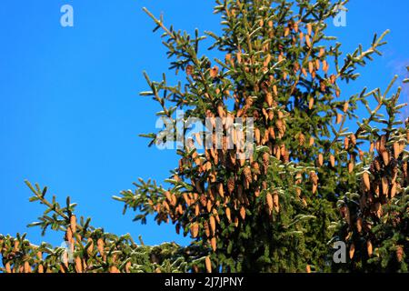 Norwegenfichte, Picea abies, wächst im Wald in Finnland, Baumspitze mit Zapfen beladen. Blauer Himmel Hintergrund. Januar 2022. Stockfoto