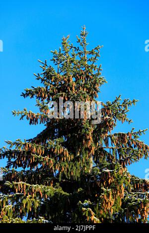 Norwegen Fichten, Picea abies, wächst im Wald in Finnland, Äste tragen viele Zapfen. Blauer Himmel Hintergrund. Januar 2022. Stockfoto