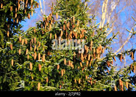 Norwegen Fichten, Picea abies, wächst im Wald in Finnland, Äste tragen viele Zapfen. Blauer Himmel und Birke Hintergrund. Januar 2022. Stockfoto