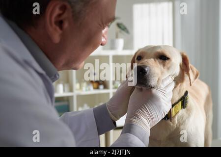 Tierarzt mit medizinischen Handschuhen bei der Untersuchung der Augen des labrador Retriever Hundes Stockfoto