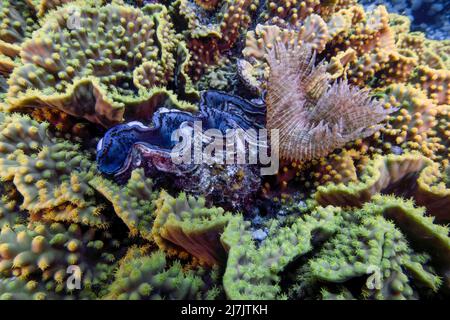 Ein Federwurm (Sabellastarte indica) im Roten Meer, Ägypten Stockfoto