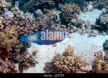 Ein rostiger Papageienfisch (Scarus ferrugineus) im Roten Meer, Ägypten Stockfoto