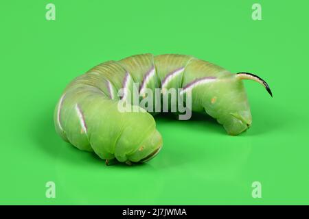 Grüne Raupe Privet-Falkenmotte (Sphinx ligustri) oder Mottenschmetterling (Sphingidae) auf Grün. Seitenansicht. Stockfoto