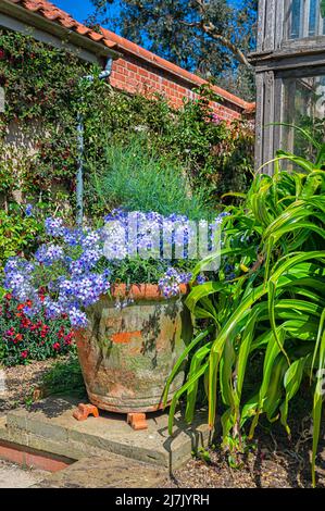 Szenen aus den Gärten im East Ruston Old Vicarage Garden in East Norfolk, Großbritannien. Stockfoto