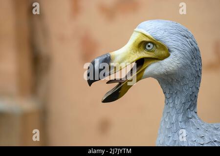 Lebensgroße Rekonstruktion des ausgestorbenen Dodo-Vogels, der endemisch auf der Insel Mauritius ist, Raphus cucullatus Stockfoto