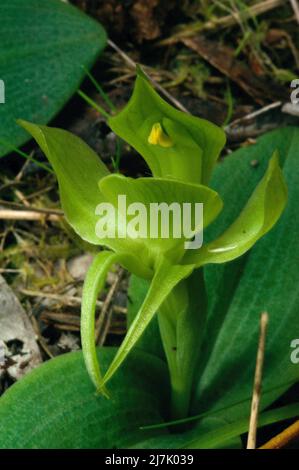 Grüne Vogel-Orchideen (Chiloglottis Cornuta) sind ziemlich selten, also war ich erfreut, dieses unter einigen Common Bird Orchids wachsen zu finden. Valida). Stockfoto