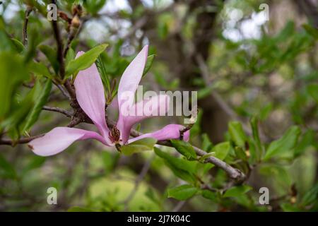 Große, offene Blütenblätter einer schönen Magnolienblüte blühen auf einem Baum mit grünen Blättern im Hintergrund der Natur. Keine Personen, mit Kopierplatz. Stockfoto