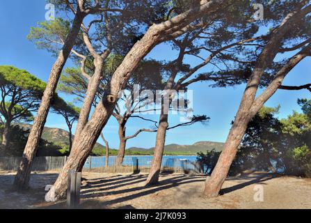 Pinien am berühmten Strand Palombaggia in Korsika - Frankreich Stockfoto