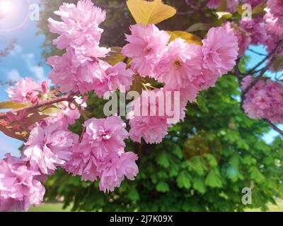 Farbenfrohe Sakura-Blumen. Blühende Kirschblüte mit Sonneneinstrahlung. Schöner Frühlingshintergrund Stockfoto