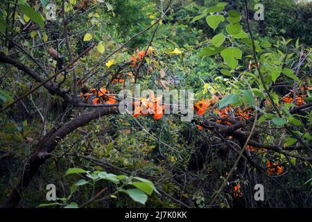 Eine Nahaufnahme einer heiligen Feigenblüte in voller Blüte. Ficus religiosa Blatt. Er ist auch als Bodhi-Baum bekannt Stockfoto