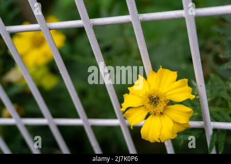 Schöne gelbe Sonnenblume Coreopsis Grandiflora blüht in einem Käfiggarten in Indien. Stockfoto