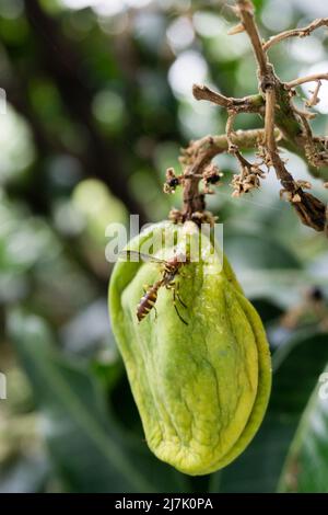 Eine Nahaufnahme einer gelben Papierwespe, die auf einer Mangofrucht sitzt, die in einem indischen Garten in einem Baum hängt. Stockfoto