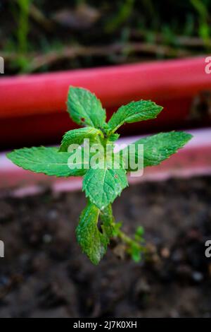 Eine Pfefferminzpflanze, Mentha spicata, die in einem Blumentopf mit blühenden Blättern in einem indischen Garten wächst. Minze. Stockfoto