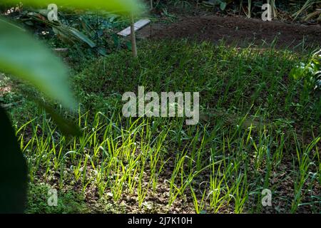 Ein Knoblauch Schnittlauch, Allium tuberosum Anbau in einem Indien Bio-Garten. Knoblauch-Schnittlauch sind anmutige Kräuter mit hübschen weißen Blüten. Stockfoto