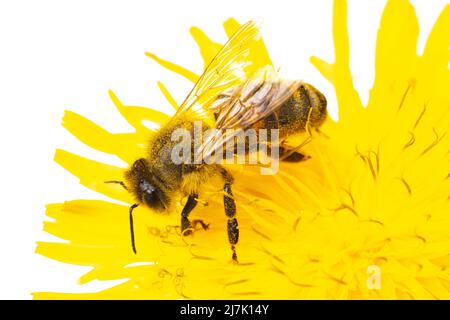 Insekten Europas - Bienen: Makro der europäischen Honigbiene ( APIs mellifera) isoliert auf weißem Hintergrund auf einer gelben Blume sitzend Stockfoto