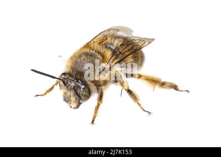 Insekten Europas - Bienen: Makro weiblicher Anthophora crinipes (Pelzbienen) isoliert auf weißem Hintergrund - Draufsicht Stockfoto