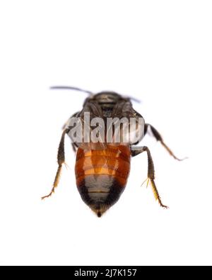 Insekten Europas - Bienen: Rückansicht von Blutbiene Spekoden (deutsches Blutbiene) isoliert auf weißem Hintergrund mit Stockfoto