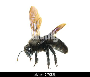 Insects of europe - Bienen: Seitenansicht der männlichen violetten Zimmermannsbiene (Xylocopa violacea german Blauschwarze Holzbiene), isoliert auf weißem Backgrou Stockfoto