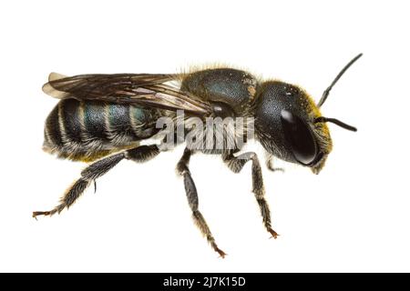 Insekten Europas - Bienen: Seitenansicht der weiblichen Osmia caerulescens-Blaumauerbiene isoliert auf weißem Hintergrund - Rückseite V Stockfoto