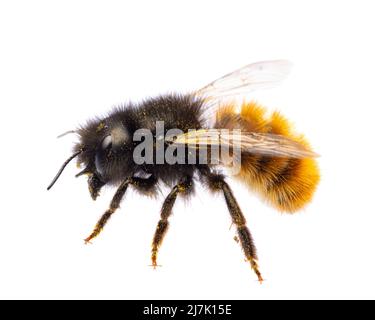 Insects of europe - Bienen: Seitenansicht der weiblichen Osmia cornuta Europäische Obstbiene (deutsche Gehoerte Mauerbiene) isoliert auf weißem Hintergrund Stockfoto