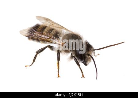 Insekten Europas - Bienen: Seitenansicht der männlichen Osmia bicornis-Rotmauerbiene (deutsche Rote Mauerbiene) isoliert auf weißem Hintergrund Stockfoto