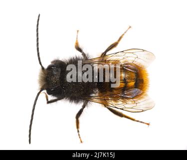 Insects of europe - Bienen: Makro der männlichen Osmia cornuta Europäische Obstbiene (deutsche Gehoerte Mauerbiene) isoliert auf weißem Hintergrund Stockfoto