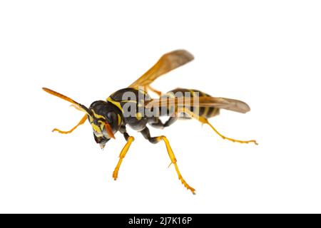 Insekten Europas - Wespen: Makro von Papierwespen ( Polistes nimpha ) isoliert auf weißem Hintergrund - diagonale Ansicht Stockfoto