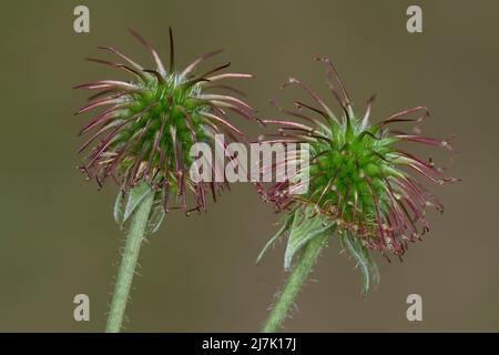 Echte Nelkenwurz, Frucht, Früchte, Fruchtstand, Samenstand, Gemeine Nelkenwurz, geum urbanum, Waldavenen, Kraut Bennett, colewort, Benediktuskraut, Stockfoto