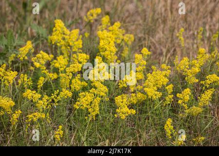 Echtes Labkraut, Gelbes Labkraut, Gelbes Waldstroh, Liebfrauenbettstroh, Liebkraut, Gliedkraut, Gelb-Labkraut, Galium verum, Lady's Bedstraw, Yellow B Stockfoto