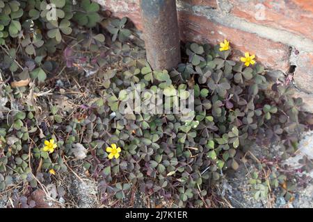 Horn-Sauerklee, in den Fugen, Ritzen von Pflastersteinen in einer Stadt, Gehörter Sauerklee, Hornsauerklee, Hornfrüher Sauerklee, Oxalis cornicul Stockfoto