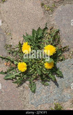 Löwenzahn, in Fugen von Kopfsteinpflaster, Wiesen-Löwenzahn, Wiesenlöwenzahn, Gemeiner Löwenzahn, gewöhnlicher Löwenzahn, Kuhblume, Taraxacum officina Stockfoto