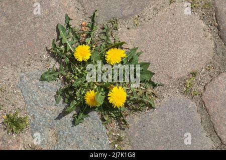 Löwenzahn, in Fugen von Kopfsteinpflaster, Wiesen-Löwenzahn, Wiesenlöwenzahn, Gemeiner Löwenzahn, gewöhnlicher Löwenzahn, Kuhblume, Taraxacum officina Stockfoto