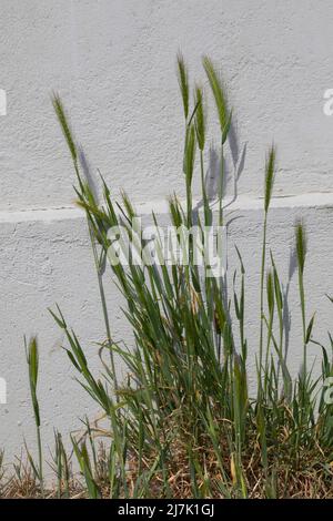Mäuse-Gerste, Mäusegerste, in Pflasterritzen vor einer Häuserfassade, Hordeum murinum, Critesion murinum, Wandgerste, falsche Gerste, L'Orge des Rats Stockfoto