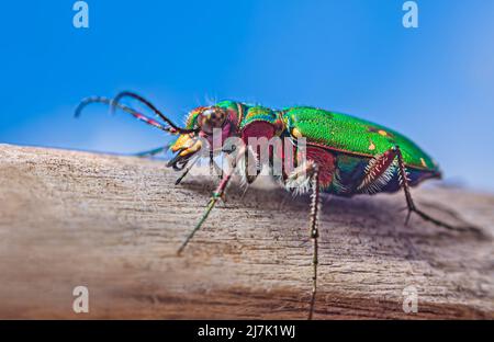 Green Tiger Beetle - Cicindela campestris, Hintergrund mit Käfer Stockfoto
