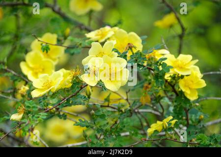 Rosa xanthina „Kanarienvögel“. Rose „Canary Bird“, Rosaecae „Canary Bird“. Einzelne, gelbe Rose. Stockfoto