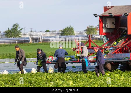 In Tarleton, Lancashire, UK Weather, werden in der ersten Saison Salatfrüchte geerntet. 10 Mai 2022. Osteuropäische Wanderarbeiter reisen jedes Jahr nach Tarleton, um beim Anbau und der Ernte von Salatpflanzen zu helfen, die dann an große britische Supermärkte verkauft werden. Zu den Arbeitgebern in der Landwirtschaft gehören Landwirte, landwirtschaftliche Genossenschaften, grüne Häuser und Baumschulen. Einige können Verträge mit landwirtschaftlichen Lohnunternehmen schließen, um die Einstellung und Bezahlung der ukrainischen Migranten- oder Saisonmannschaften zu beaufsichtigen. Quelle: MediaWorldImages/AlamyLiveNews Stockfoto