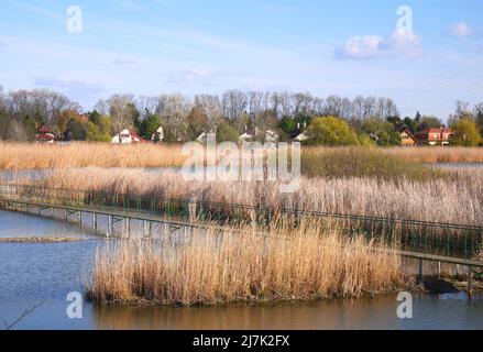 Schilfbetten in der Donau, Szigetszentmiklos, Insel Csepel, Ungarn Stockfoto