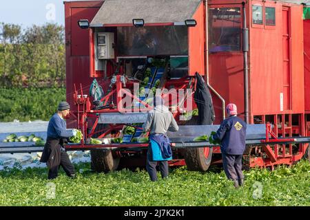 In Tarleton, Lancashire, UK Weather, werden in der ersten Saison Salatfrüchte geerntet. 10 Mai 2022. Osteuropäische Wanderarbeiter reisen jedes Jahr nach Tarleton, um beim Anbau und der Ernte von Salatpflanzen zu helfen, die dann an große britische Supermärkte verkauft werden. Zu den Arbeitgebern in der Landwirtschaft gehören Landwirte, landwirtschaftliche Genossenschaften, grüne Häuser und Baumschulen. Einige können Verträge mit landwirtschaftlichen Lohnunternehmen schließen, um die Einstellung und Bezahlung der ukrainischen Migranten- oder Saisonmannschaften zu beaufsichtigen. Quelle: MediaWorldImages/AlamyLiveNews Stockfoto