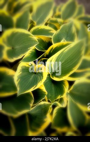 Halb abstraktes Nahaufnahme-Pflanzenportrait von Hosta „First Frost“, auffallendes Laub von Kochelilien „First Frost“ Stockfoto
