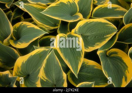 Halb abstraktes Nahaufnahme-Pflanzenportrait von Hosta „First Frost“, auffallendes Laub von Kochelilien „First Frost“ Stockfoto